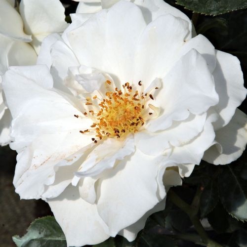 Růže eshop - Bílá - Floribunda - diskrétní - Rosa  White Magic - William A. Warriner - Záhonová růže s dekorativními a bohatými květy, která vynikne v skupinových výsadbách.